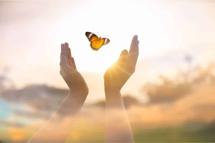 papillon symbole de transformation